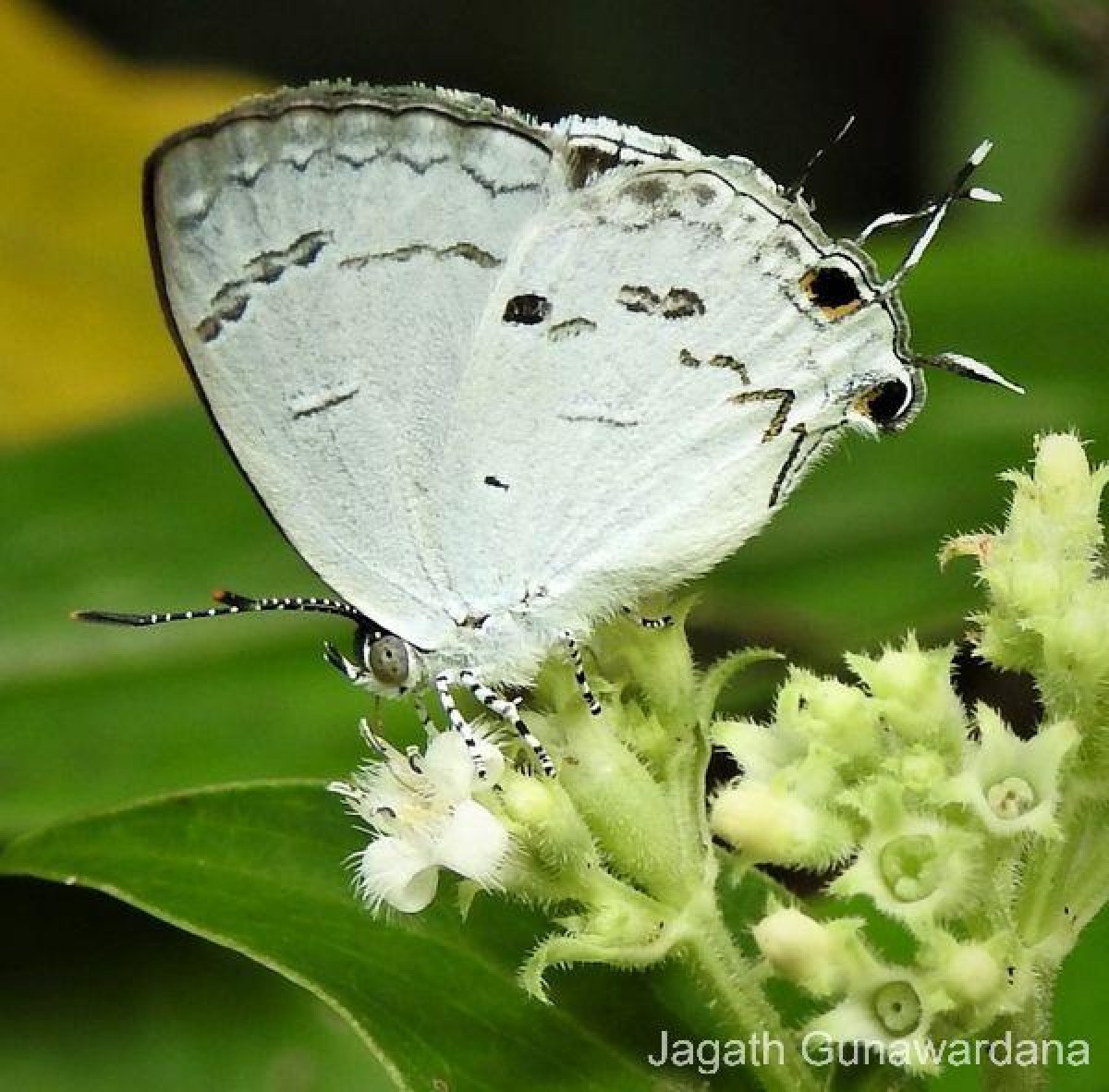 Hypolycaena